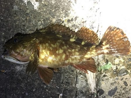 焼津港　シーバス、カサゴ好調　石津浜ではヤリにかわりスルメ！？